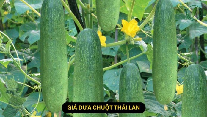 giá dưa chuột thái lan